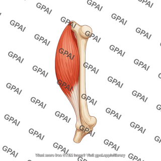 Mouse muscle quadriceps lateral on femur