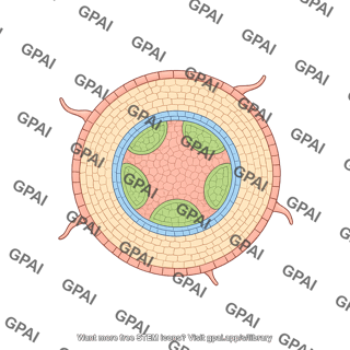 Root monocot horizontal cross section