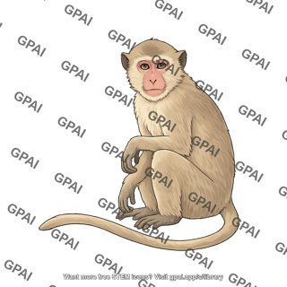 Cynomolgus monkey male