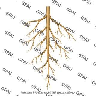 Roots taproots young
