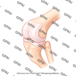 Pig knee articular cartilage 890