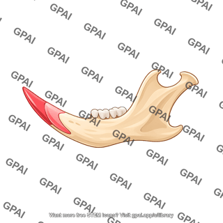 Mouse mandible with molars lateral