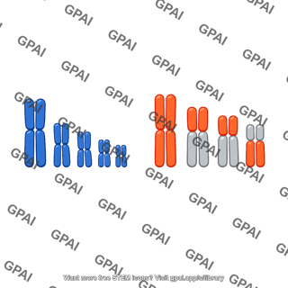 Haplodiploid chromosome set
