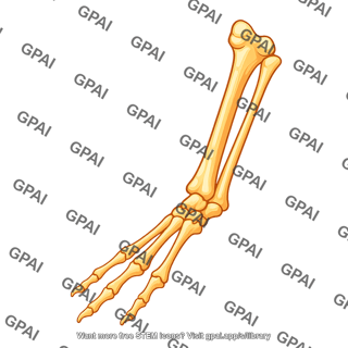 Mouse skeleton rear foot medial 593