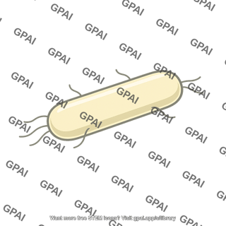 Rod shaped bacterium
