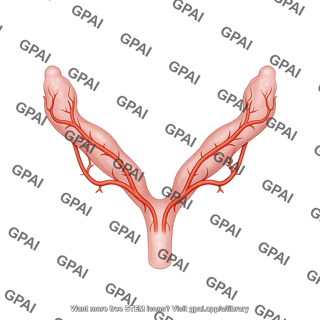 Mouse uterus with anterior and posterior arteries