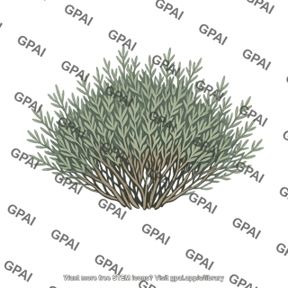 Fynbos vegetation