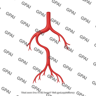 Cow aorta