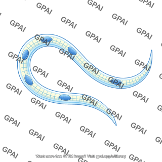 C elegans coleomyocyte