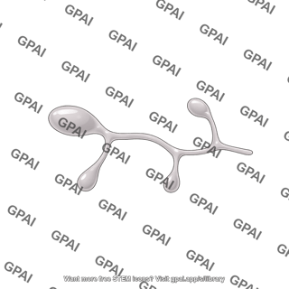 Powdery mildew germinating spore