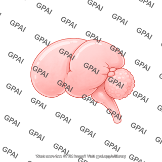 Mouse fetal brain e15.5