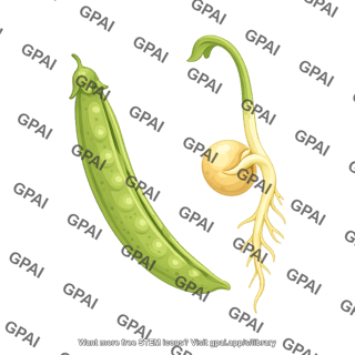 Pea plant pod