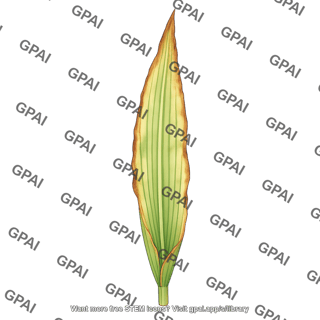 Corn leaf with magnesium deficiency