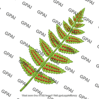 Fern leaf sorus