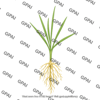 Wheat seedling 3 with roots