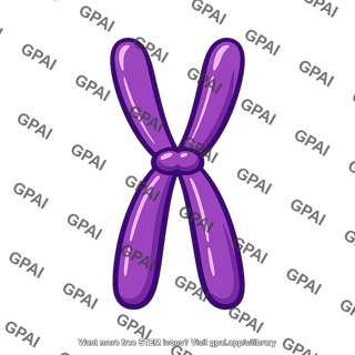 Duplicated chromosome
