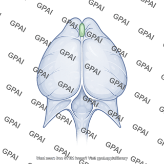 Mouse dura mater dorsal view