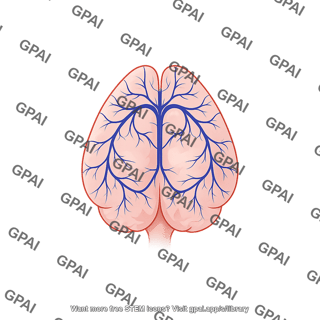 Mouse brain dorsal with vasculature