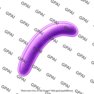 Mycobacterium