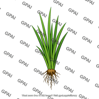 Marsh plant rooted