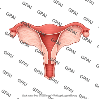 Horse uterus