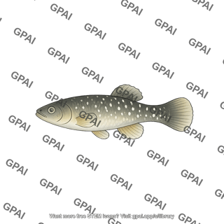 Mummichog fundulus heteroclitus male