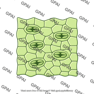 Plant surface with stomata 1
