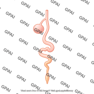 Drosophila gi tract schematic