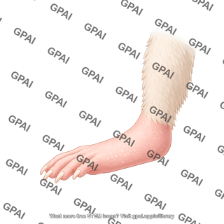Mouse hind limb supine medial foot