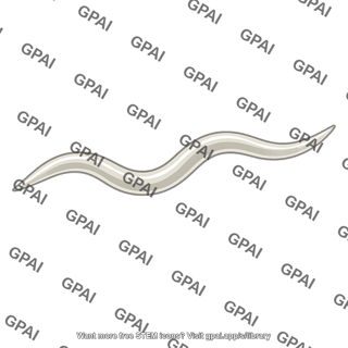 Roundworm caenorhabditis elegans