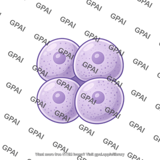 Sea urchin embryo 4 cell