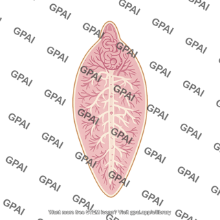 Common liver fluke fasciola hepatica