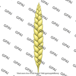 Corn teosinte ear