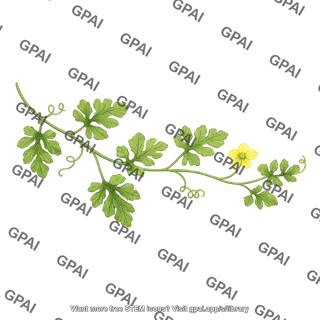 Watermelon plant