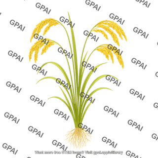 Rice plant mature with roots