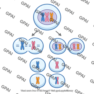 Meiosis