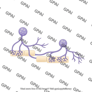 Arbuscular mycorrhiza