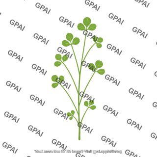 Barrelclover young