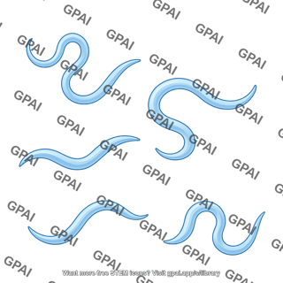 C elegans 4
