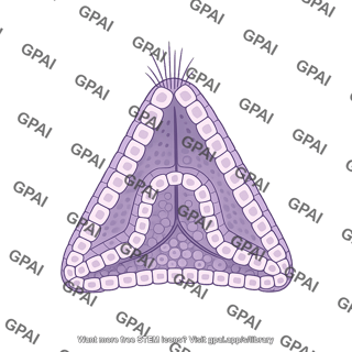 Sea urchin embryo prism