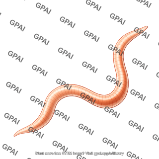 Root knot nematode juvenile stage 2