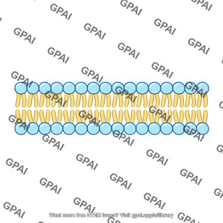 Cell membrane