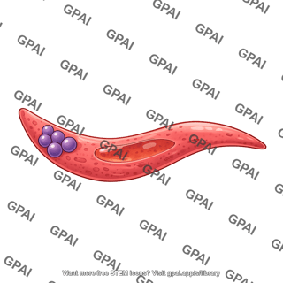Malaria sporozoite