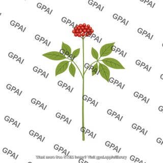 Ginseng plant with berries