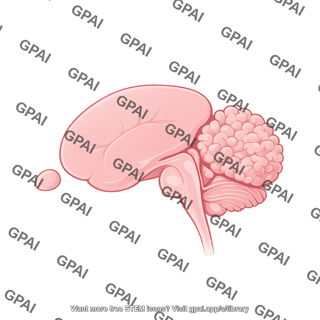 Mouse brain sagittal lateral cut