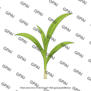 Corn seedling v2