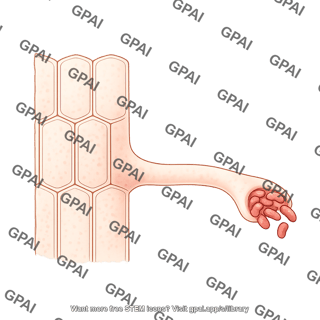 Root hair trapping rhizobia 347