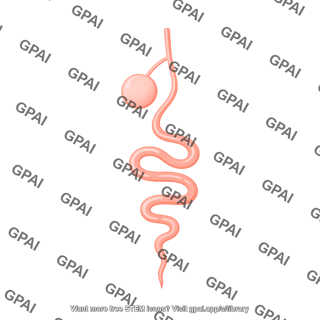 Drosophila organ gut lateral