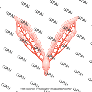 Mouse uterus with arteries