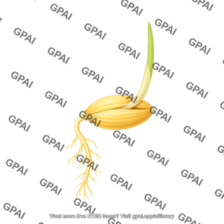 Barley germinating seed 2